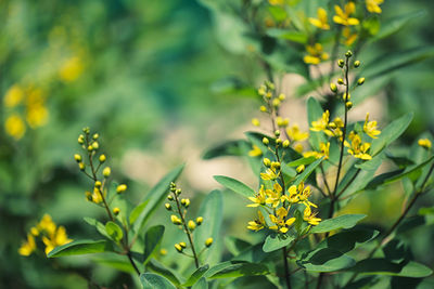 Close-up of yellow flowering plant