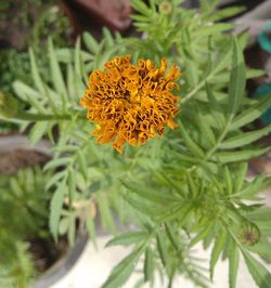 Close-up of yellow flower blooming outdoors