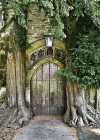 Moss growing on tree