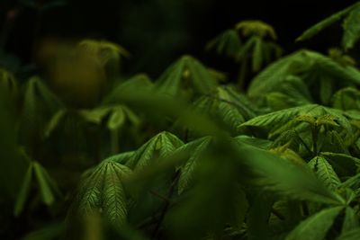 Close-up of fresh green leaves