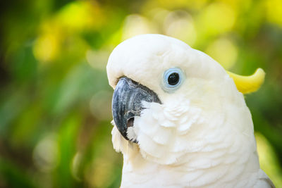 Close-up of a parrot