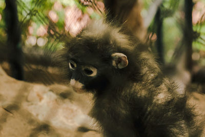 Close-up of monkey on tree