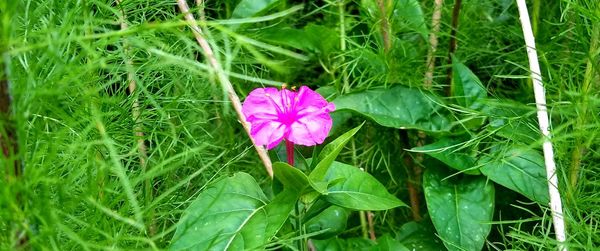 Close-up of pink flower