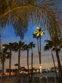 Low angle view of palm trees against sky