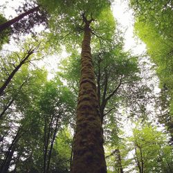 Low angle view of trees in forest against sky