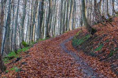 An autumn path in a beech forest. foliage in bieszczady national park, poland