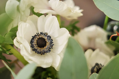 Close-up of white flowering plant