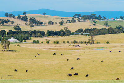 Scenic view of agricultural field against clear sky