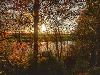 Scenic view of lake in forest during sunset