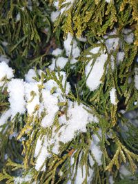 Close-up of white flowers in snow