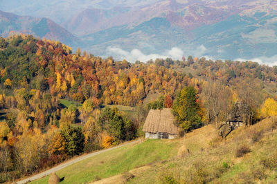 Scenic view of trees on field during autumn