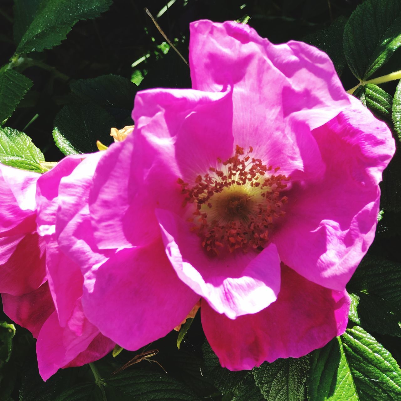 flower, flowering plant, plant, pink color, petal, freshness, fragility, vulnerability, beauty in nature, inflorescence, growth, flower head, close-up, nature, pollen, no people, plant part, leaf, day, purple