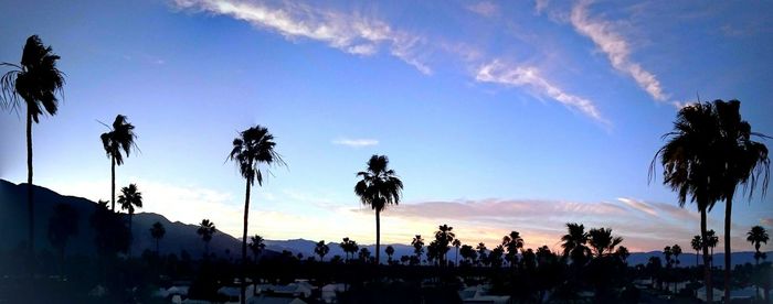 Low angle view of palm trees against cloudy sky