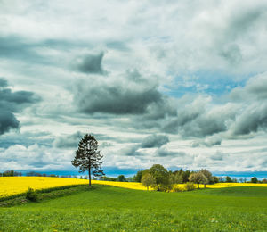 Trees on grassy field against sky