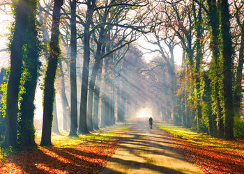 Road amidst trees in forest during autumn