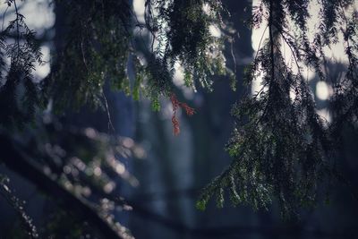 Low angle view of trees in forest