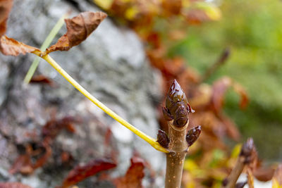 Close-up of insect on leaves