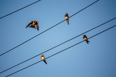 Low angle view of birds perching on cables against clear blue sky