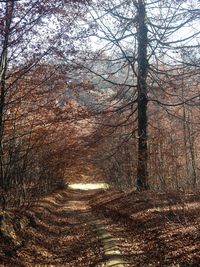 Trees along road