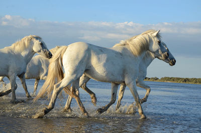 Horses in the water