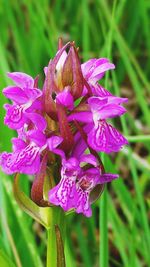 Close-up of purple flowers