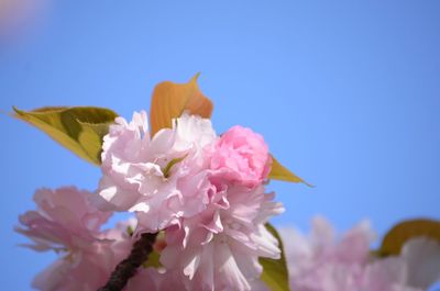 Close-up of pink cherry blossoms against blue sky