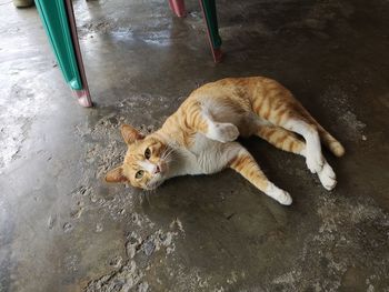 High angle view of cat resting