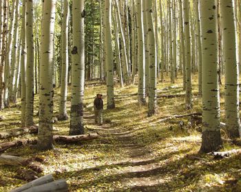 Woman walking on pathway amidst trees in forest