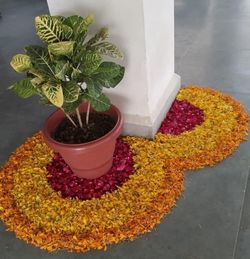 High angle view of potted plant