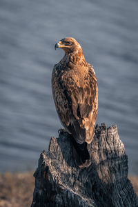 Low angle view of bird perching on rock