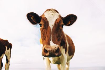 Close-up portrait of cow standing on field against sky