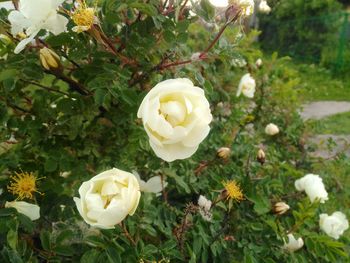 Close-up of white roses in field