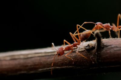 Close-up of insect