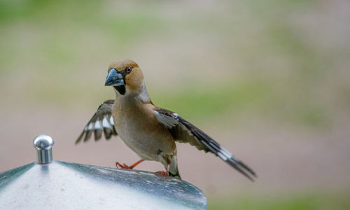 Close-up of bird perching on feeder