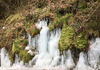 Scenic view of waterfall in forest