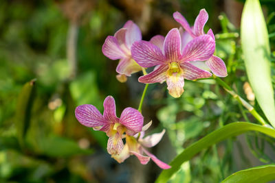 Close-up of pink flowering plant