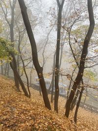 Trees on field during autumn