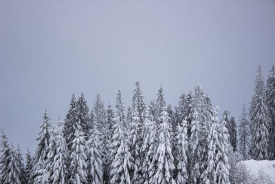 Forest in the winter.
