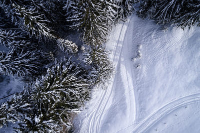 Aerial view of snow covered pine trees in forest during winter