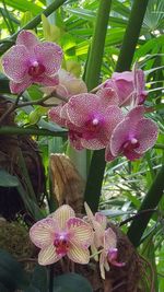 Close-up of pink flowers