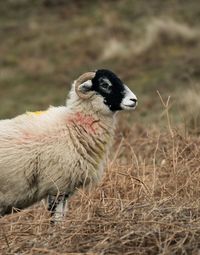 Sheep standing on field