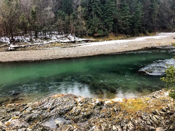 Scenic view of river flowing in forest