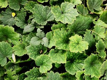 Full frame shot of fresh green leaves