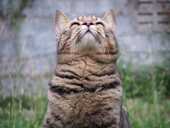 Close-up of a cat looking up