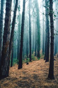 Trees in forest