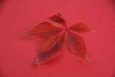 Close-up of autumnal leaf on red surface