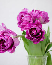 Close-up of pink roses against white background