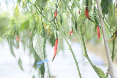 Close-up of berries growing on tree