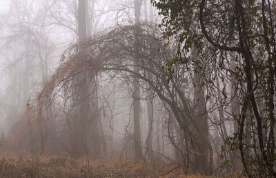 View of trees in forest during winter