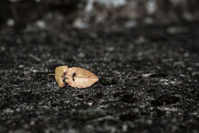 Close-up of dry leaf on ground
